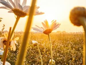 Pexels guihankenne 2792078