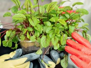 Pexels mikhail nilov 8543125