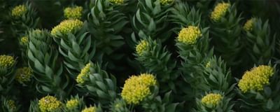 Rhodiola Rosea Header 07